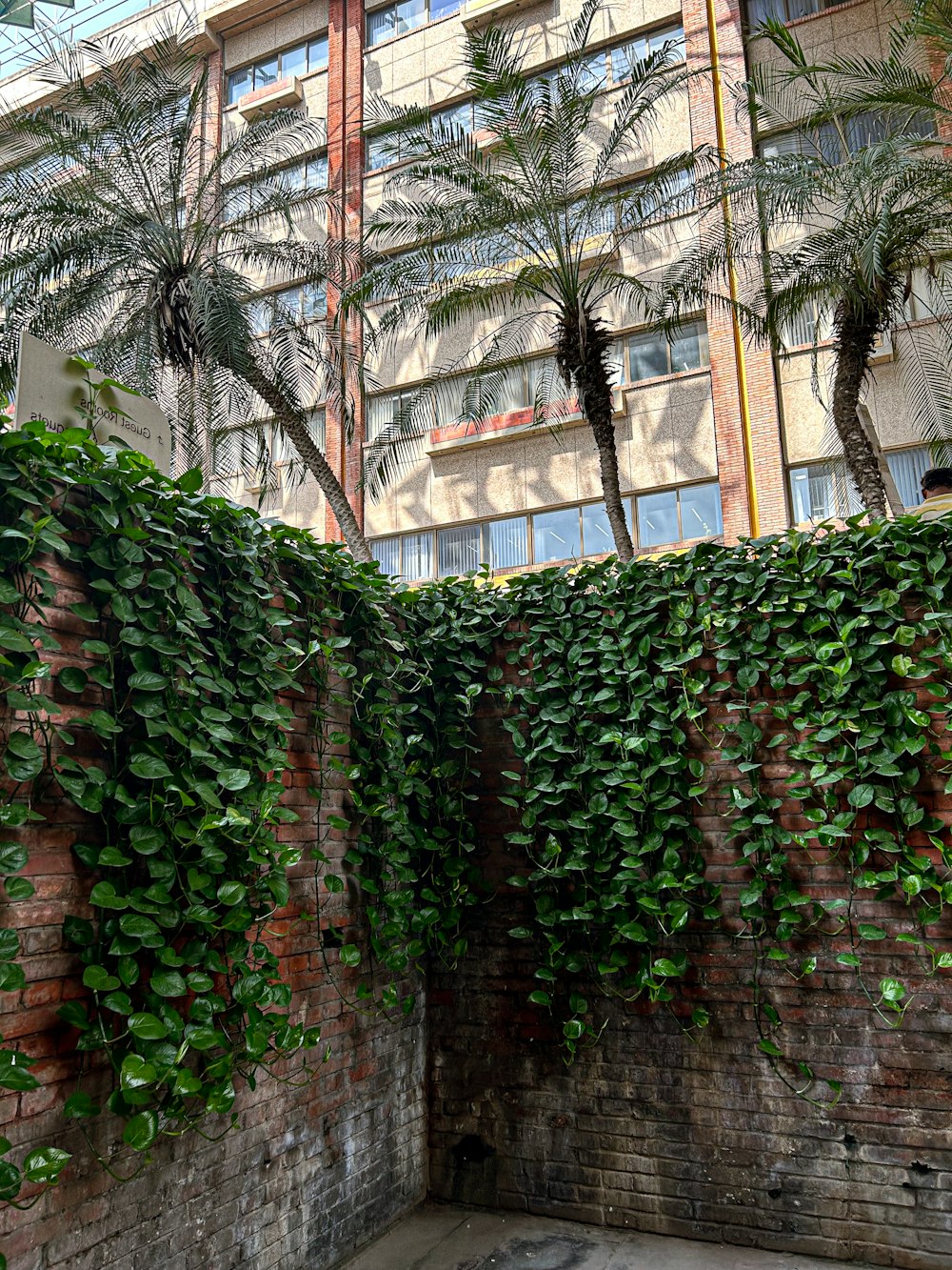 고층 건물 옆에 녹색 식물로 덮인 벽돌 벽