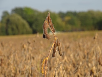 A close-up of a soybean plant with brown pods against a blurred background of an expansive field. The distant background features green trees under a clear sky. The plant appears to be in the late stages of its growing cycle.