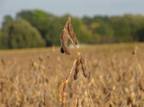 A close-up of a soybean plant with brown pods against a blurred background of an expansive field. The distant background features green trees under a clear sky. The plant appears to be in the late stages of its growing cycle.
