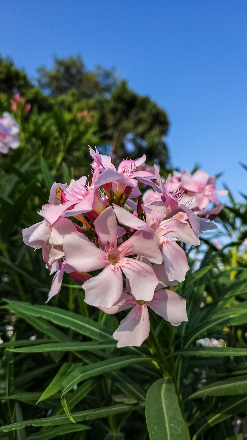 a bunch of pink flowers that are in the grass