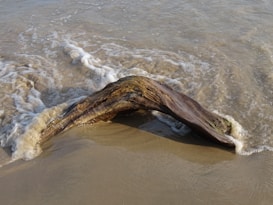 A piece of driftwood partially submerged in gentle ocean waves, creating a natural arch on a sandy beach.