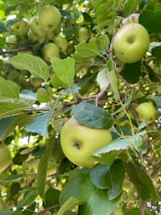 Close-up of golden apples hanging from lush green branches.