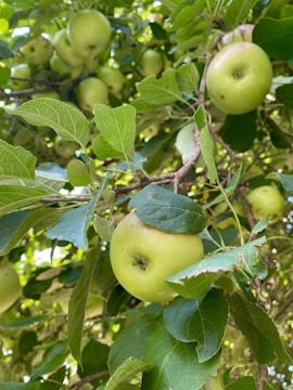 Close-up of golden apples hanging from lush green branches.