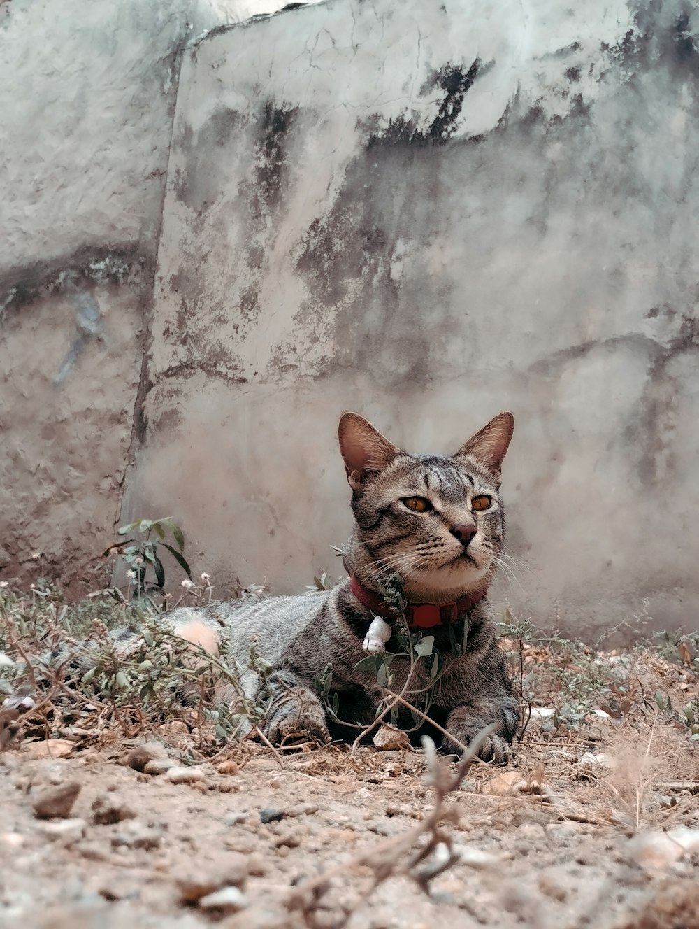 벽 옆 바닥에 누워 있는 고양이