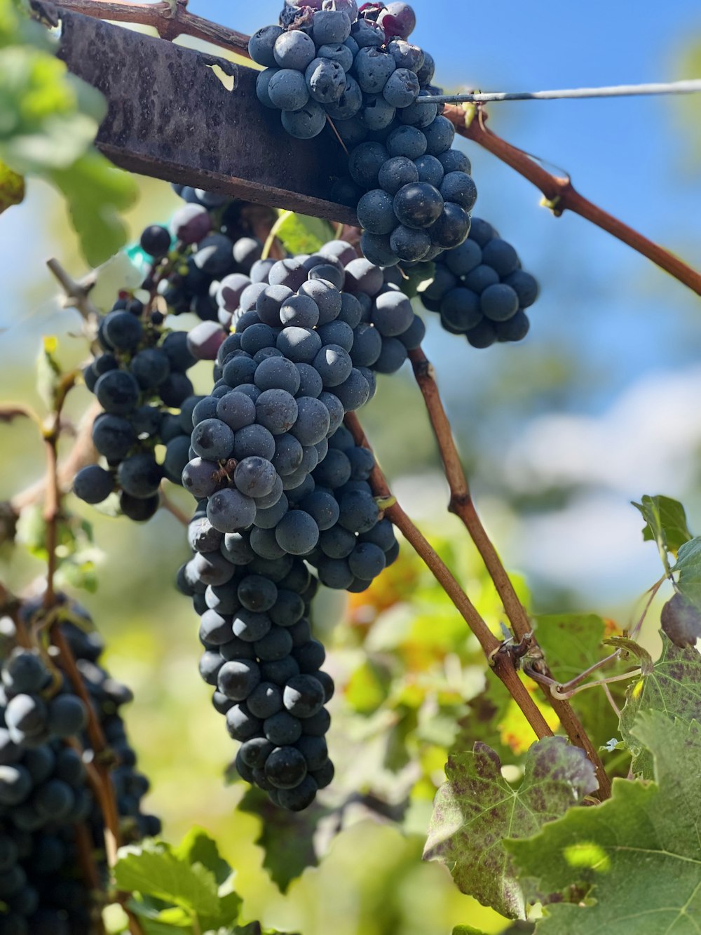 a bunch of grapes hanging from a vine