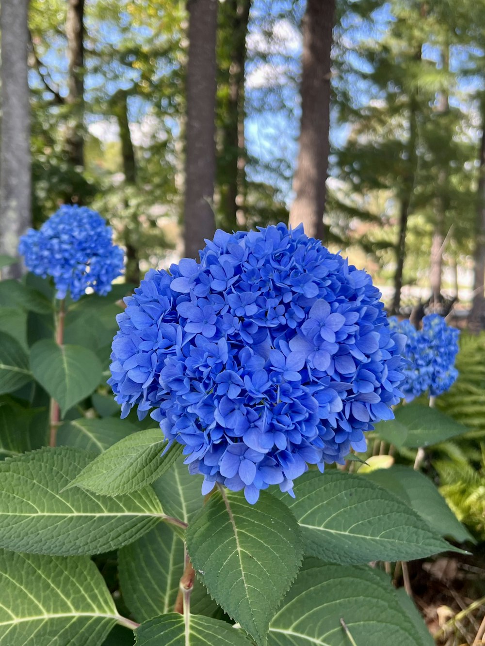 Un primo piano di un fiore blu vicino a molti alberi