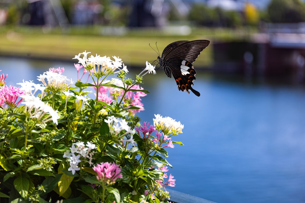 a black and white butterfly flying over a bunch of flowers