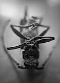 A close-up black and white photograph of what appears to be a deceased insect lying on its back. The image focuses on the textured details of the insect's body and legs, with a shallow depth of field leaving the background blurred.