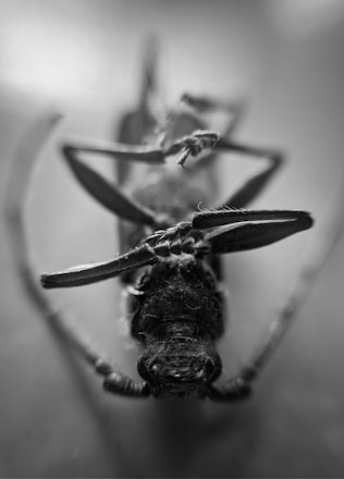 Close-up image of a dead cockroach and spider on a clean surface.