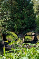 Two large drainage pipes emerge from a lush, green embankment surrounded by dense vegetation. The pipes reflect the greenery and water, with some rocks and water appearing in the foreground. Sunlight filters through the leaves, highlighting various shades of green.