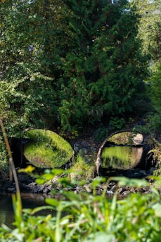 Two large drainage pipes emerge from a lush, green embankment surrounded by dense vegetation. The pipes reflect the greenery and water, with some rocks and water appearing in the foreground. Sunlight filters through the leaves, highlighting various shades of green.