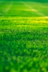 a field of green grass with a blurry background