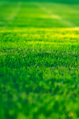 a field of green grass with a blurry background