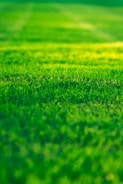 a field of green grass with a blurry background