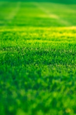 a field of green grass with a blurry background