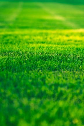a field of green grass with a blurry background