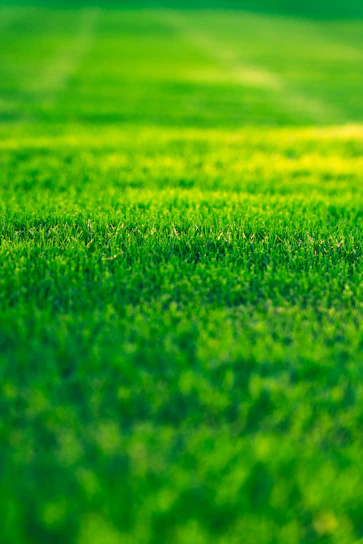 a field of green grass with a blurry background