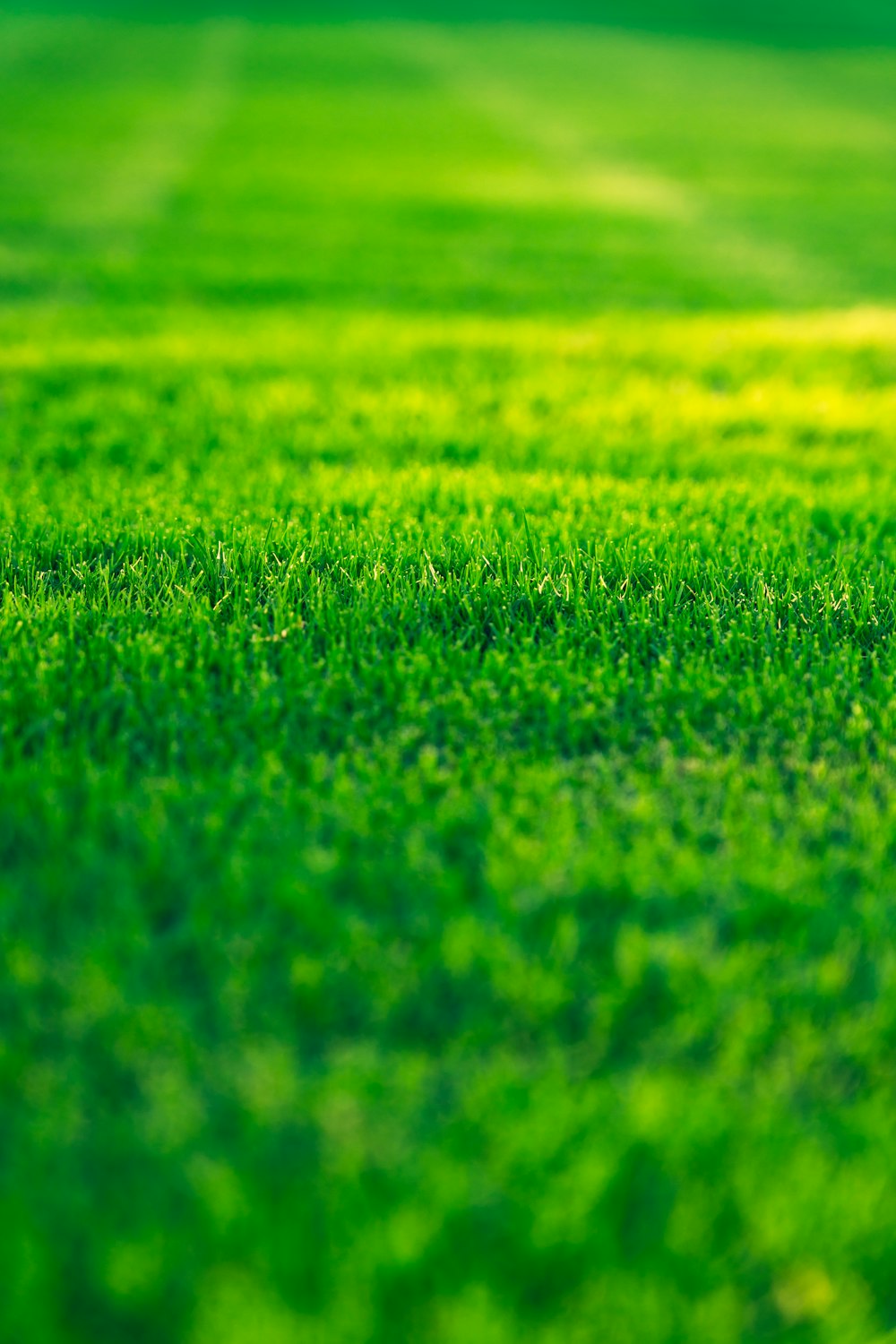 a field of green grass with a blurry background
