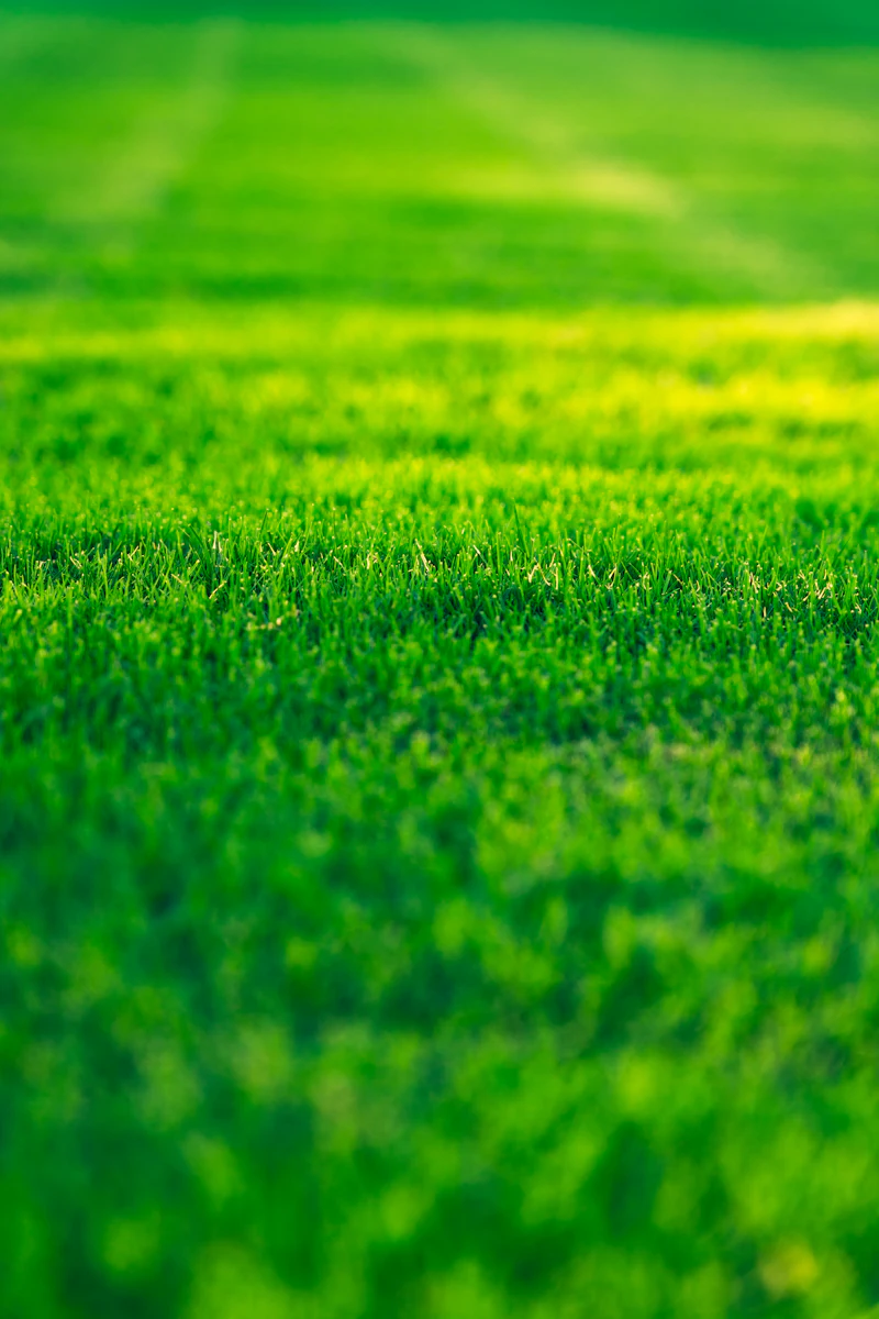 A lush, sunlit green lawn with soft mowing stripes running into the distance