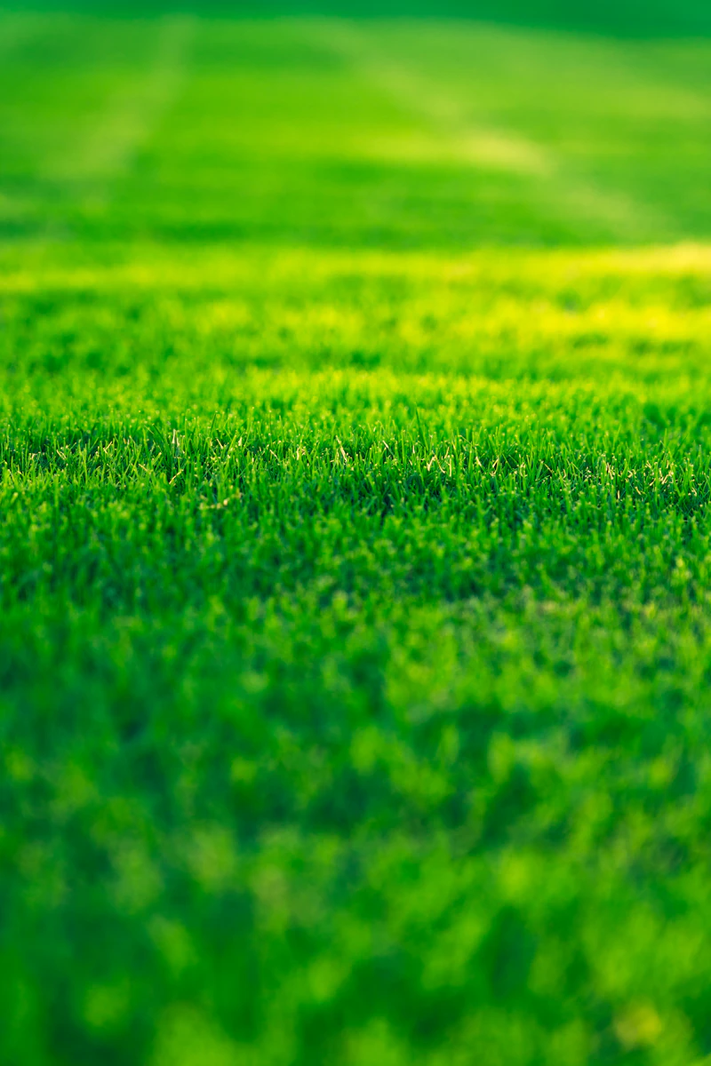 Aeration and Overseeding