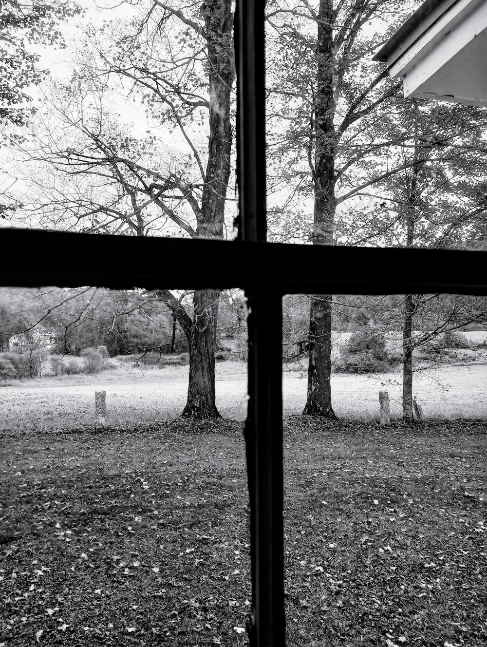 창 밖의 나무의 흑백 사진