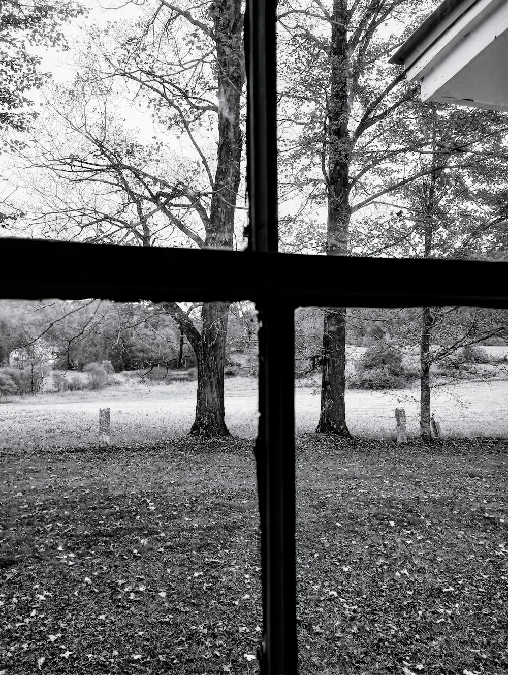 a black and white photo of a tree outside a window