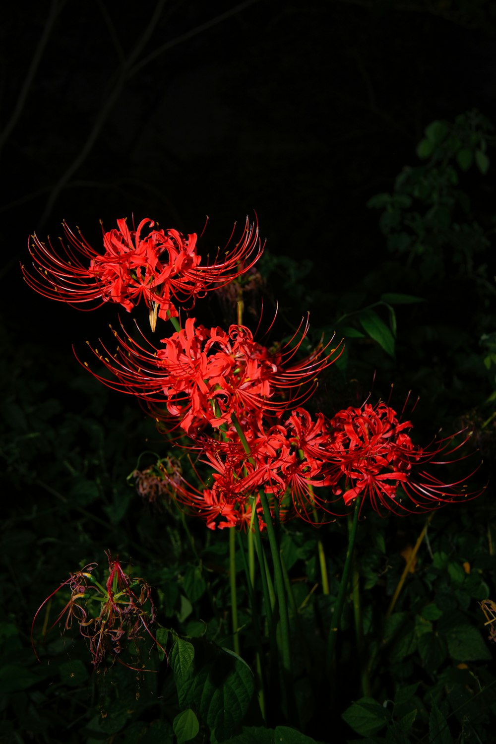 a bunch of red flowers that are in the dark