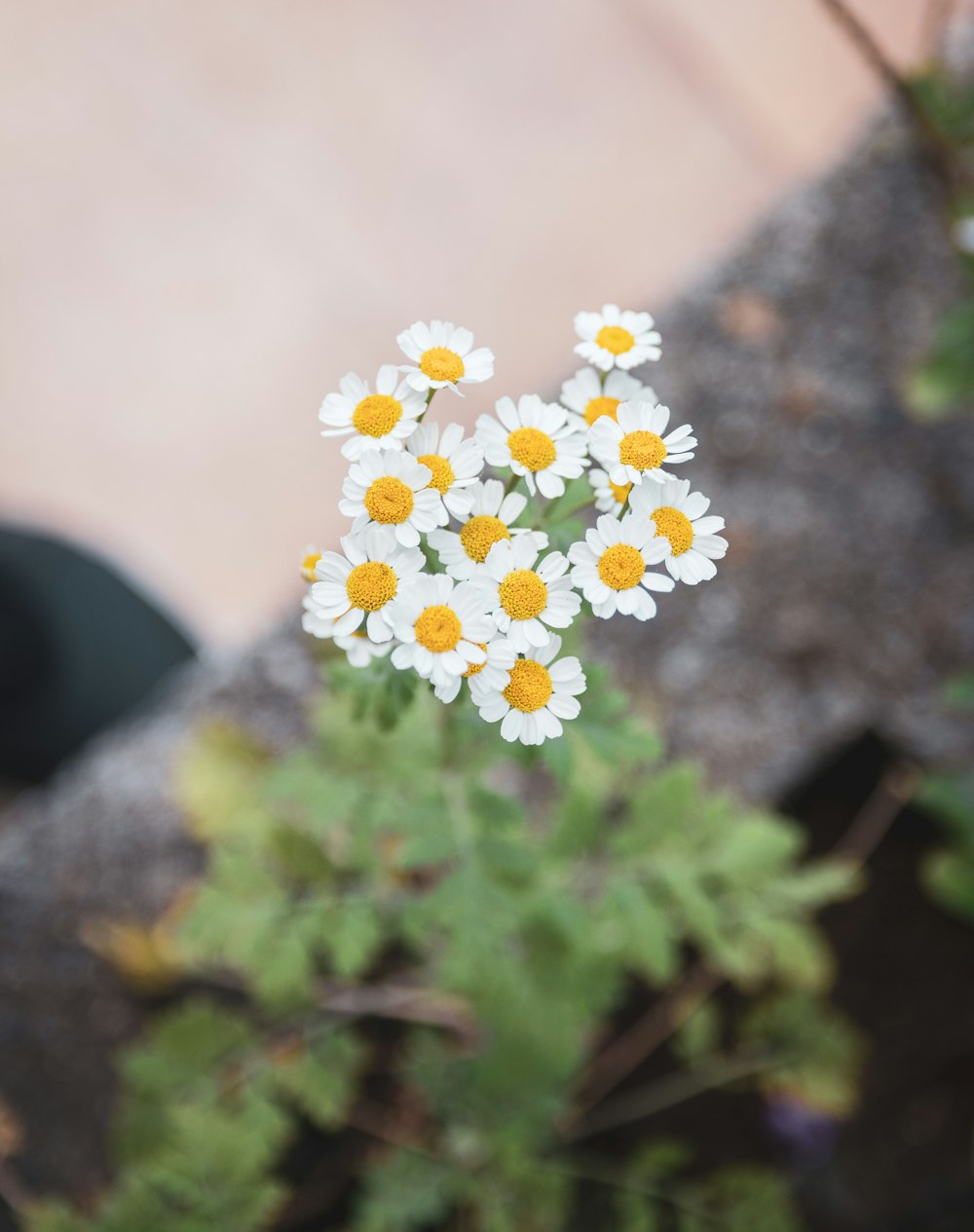 un bouquet de petites fleurs blanches et jaunes