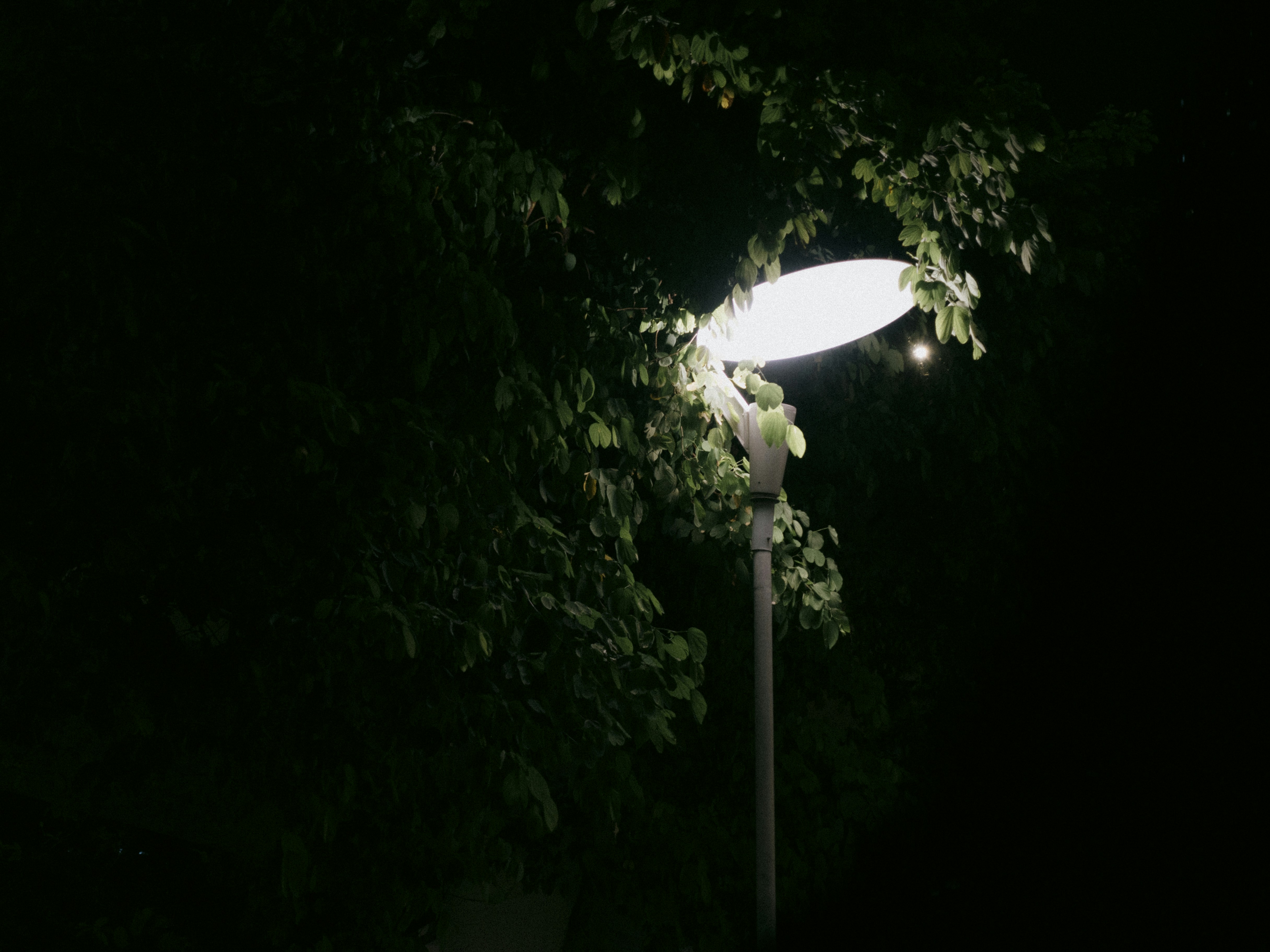 Photo by catgirlmutant