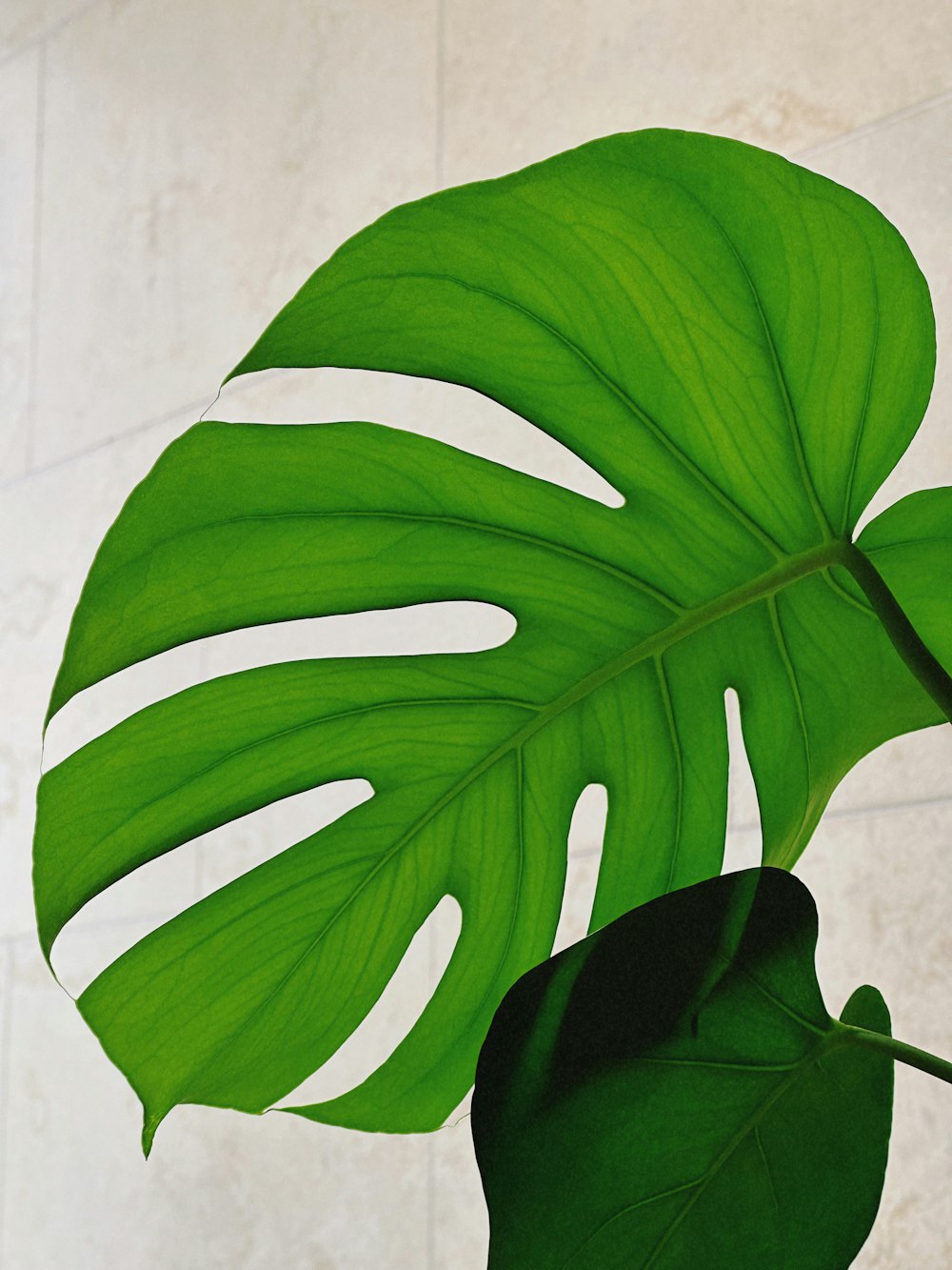 a close up of a large green leaf