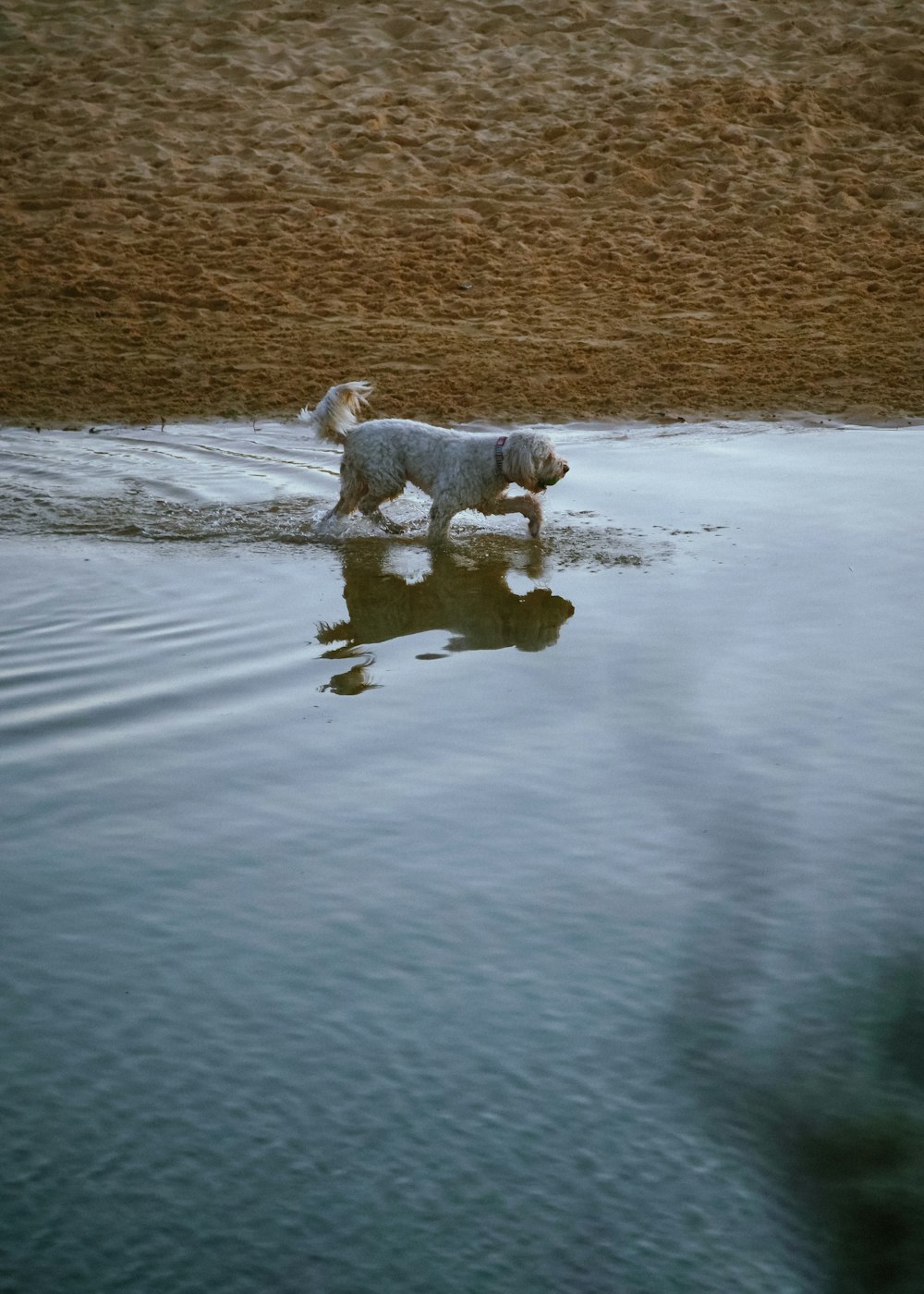 a dog that is walking in some water