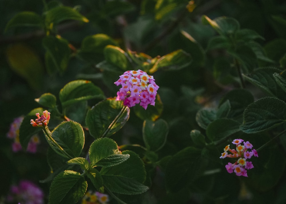 a small pink flower surrounded by green leaves