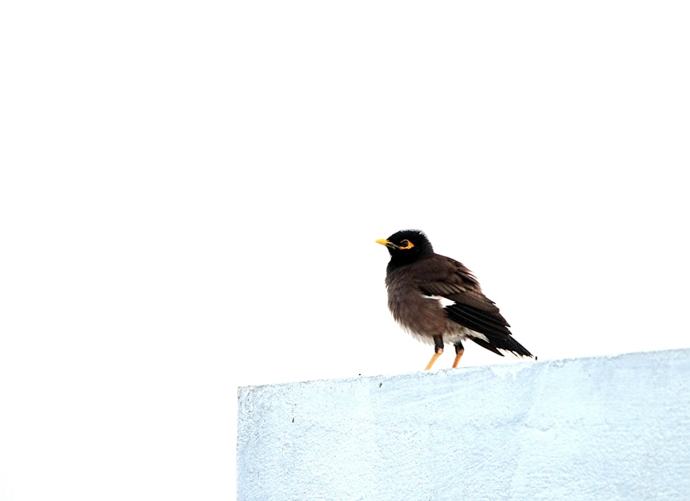a black bird sitting on top of a white wall