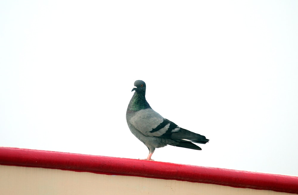 빨간 지붕 위에 앉아 있는 비둘기