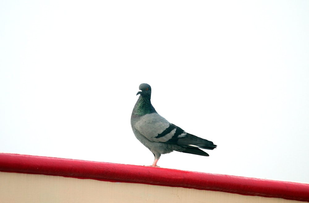 a pigeon sitting on top of a red roof