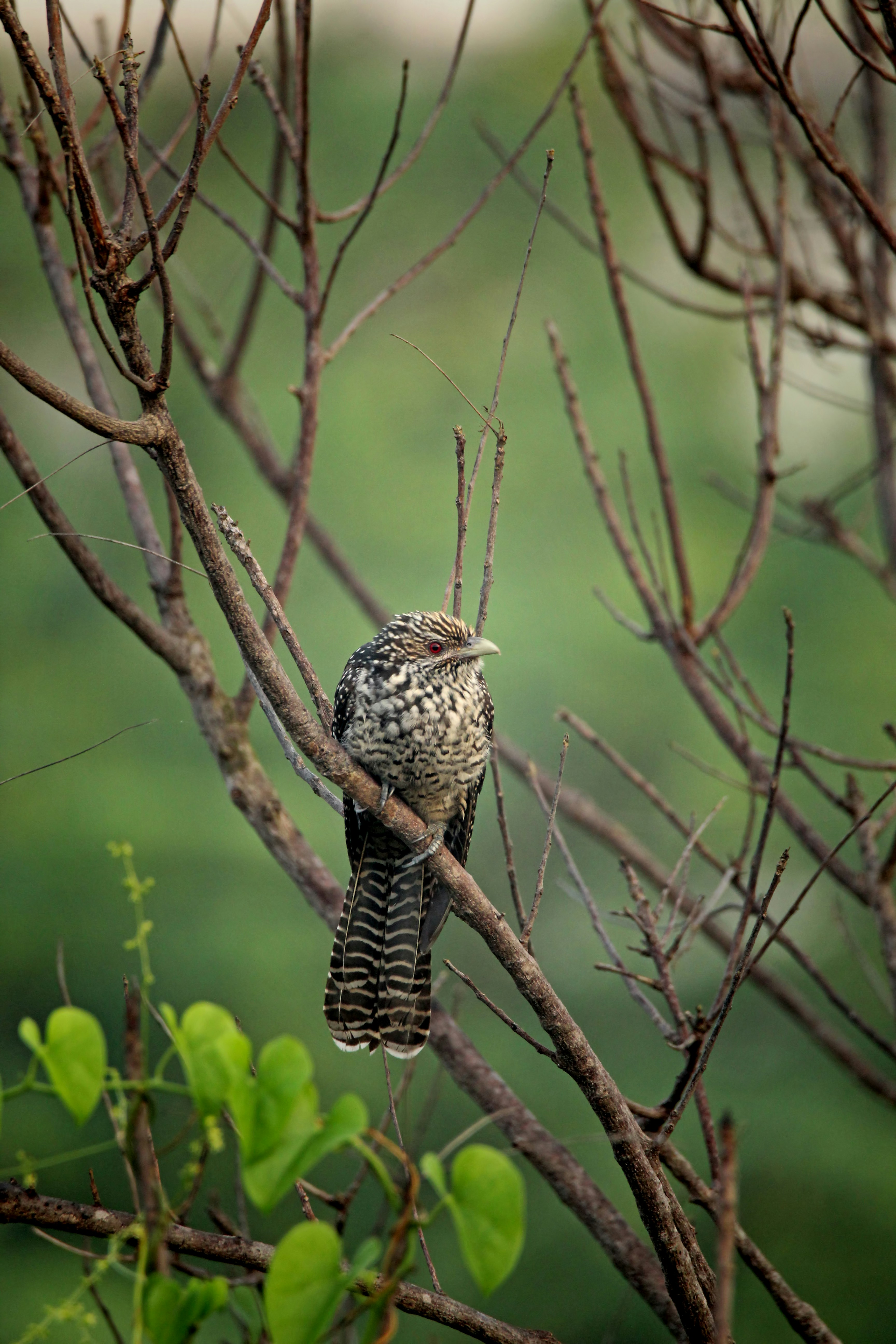 Photo by viswaprem