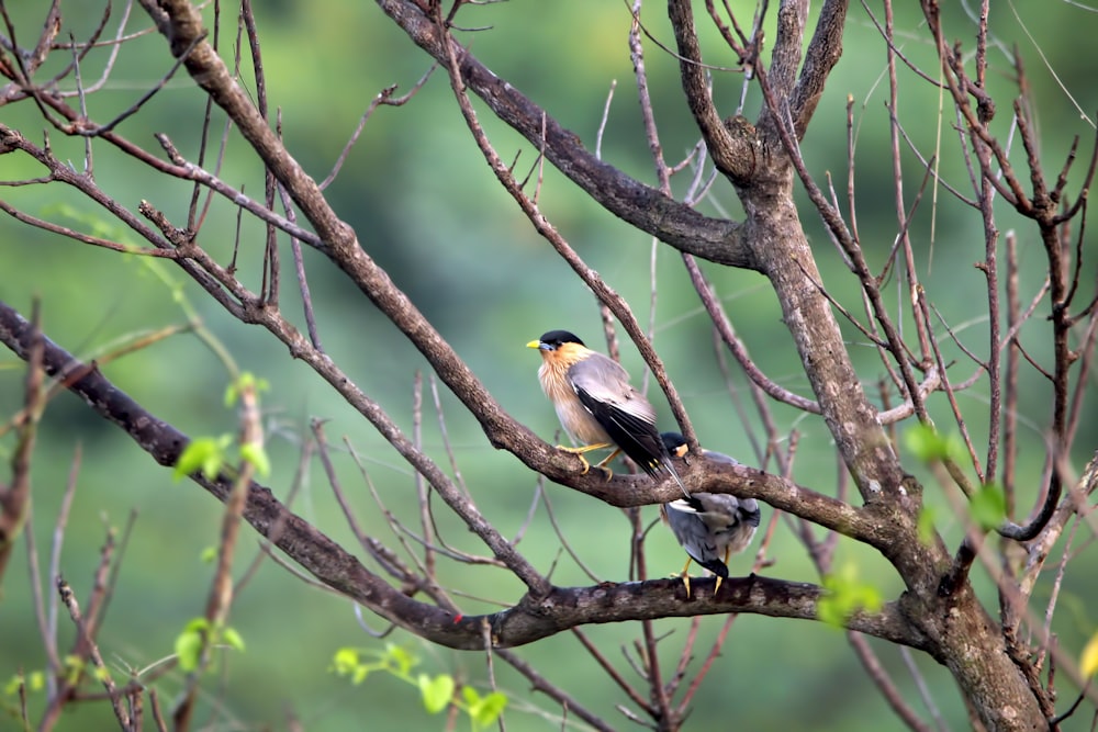 a couple of birds sitting on top of a tree branch