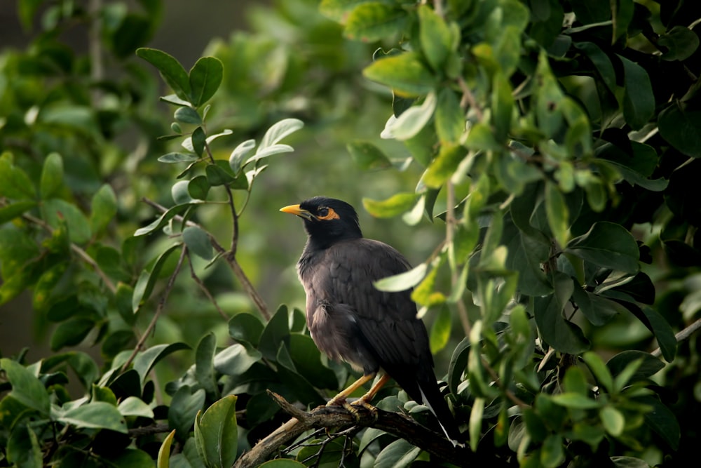 a bird sitting on a branch in a tree