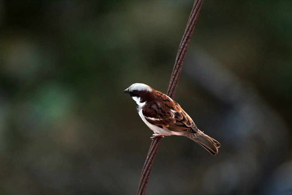 a small bird sitting on top of a wire