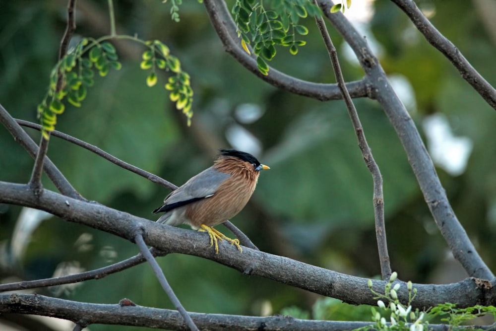 a bird sitting on a branch of a tree