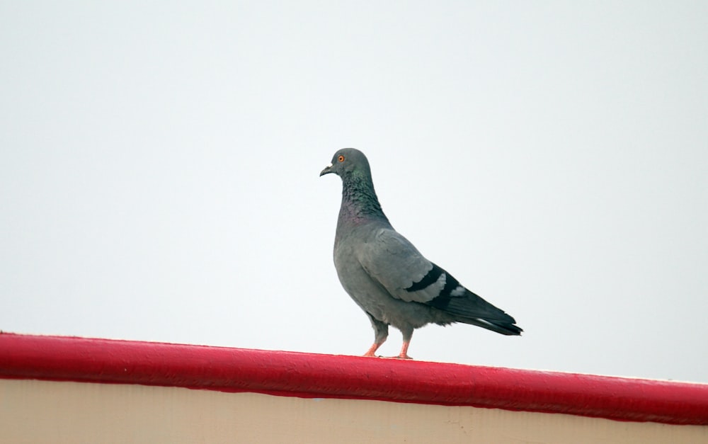a pigeon standing on top of a red roof