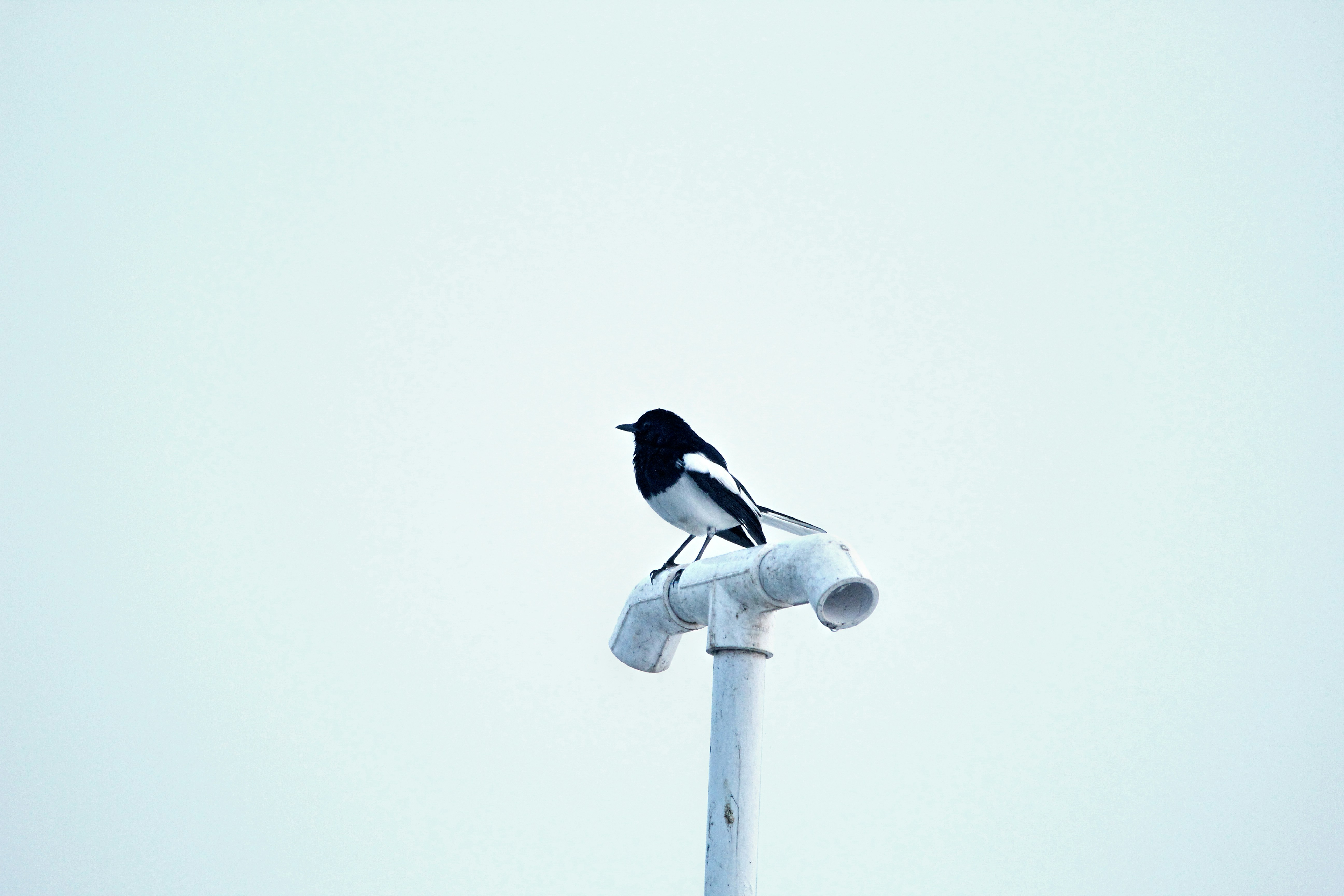 Photo by viswaprem