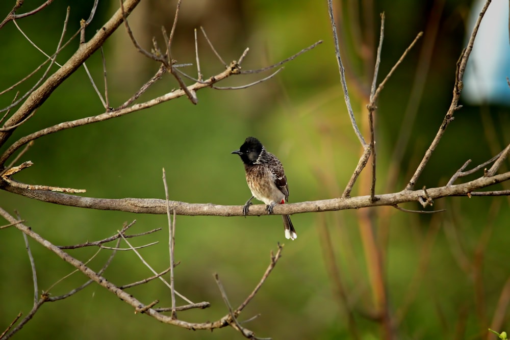 a small bird perched on a branch of a tree