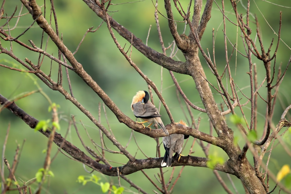 a bird sitting on a branch of a tree