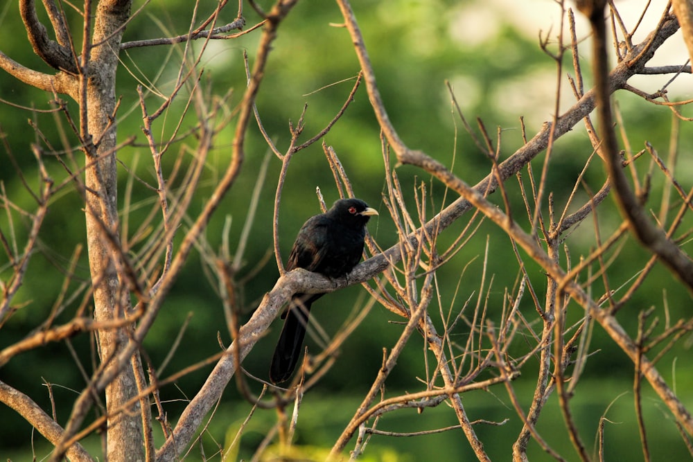 a black bird sitting on a branch of a tree