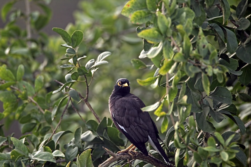 a bird sitting on a branch in a tree