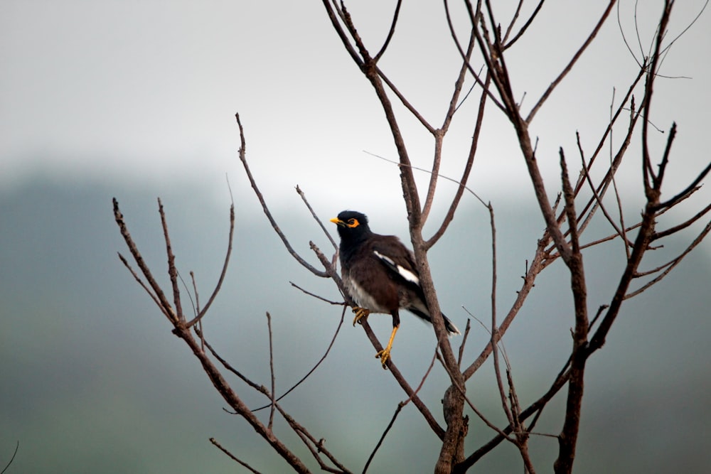 a bird perched on top of a tree branch