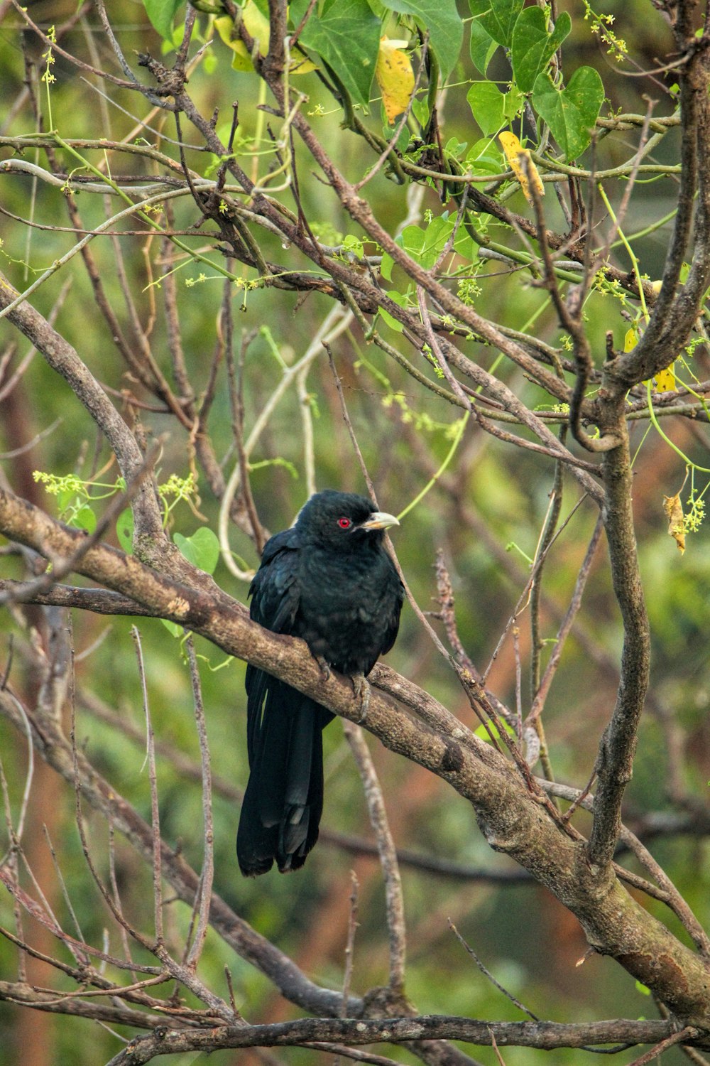 um pássaro preto sentado em cima de um galho de árvore