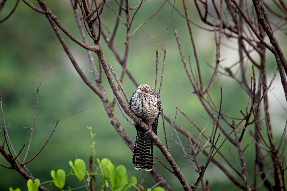 a bird perched on a branch in a tree