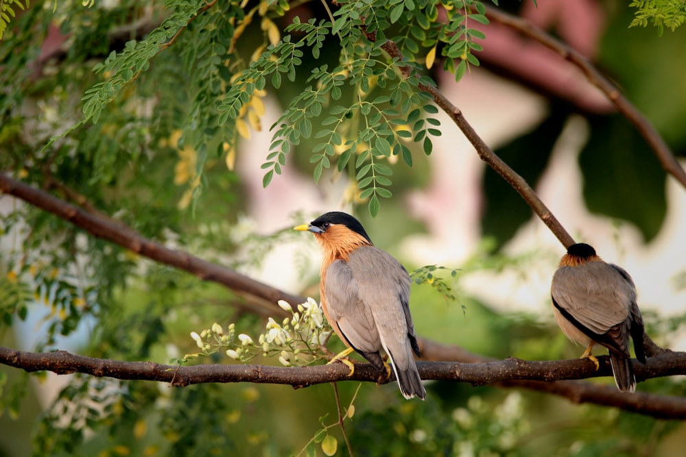 two birds perched on a branch of a tree